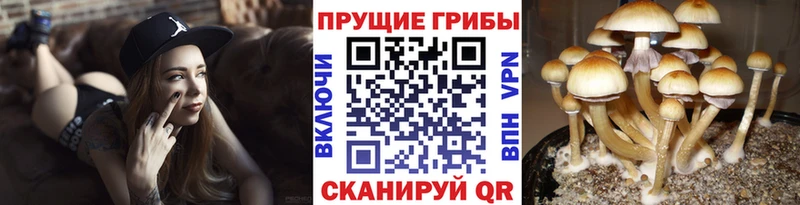 наркошоп  Гаврилов Посад  нарко площадка как зайти  Галлюциногенные грибы Psilocybine cubensis 
